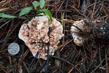 Hydnellum aurantiacum image