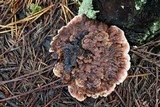 Hydnellum aurantiacum image