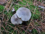 Tricholoma portentosum image