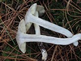 Tricholoma portentosum image