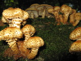 Pholiota squarrosoides image