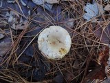 Russula puellaris image