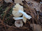 Russula puellaris image