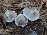 Tricholoma terreum image