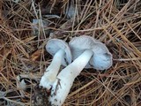 Tricholoma terreum image