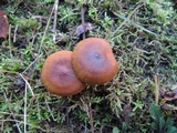 Cortinarius cinnamomeus image