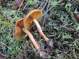 Cortinarius cinnamomeus image