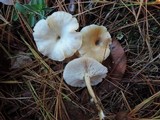 Clitocybe metachroa image