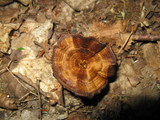 Coltricia cinnamomea image