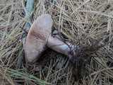 Lactarius rufus image