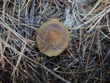 Cortinarius croceus image