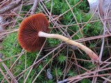 Cortinarius semisanguineus image