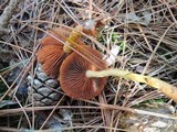 Cortinarius semisanguineus image