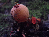 Calostoma cinnabarinum image