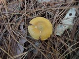 Cortinarius semisanguineus image