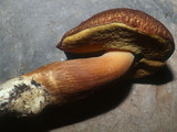 Boletus fibrillosus image