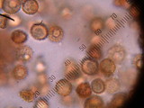Scleroderma cepa image