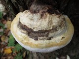 Fomitopsis ochracea image