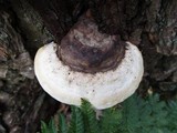Fomitopsis ochracea image