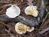 Hygrophorus flavodiscus image