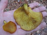 Tricholomopsis decora image