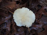 Tricholoma sulphurescens image