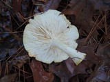 Tricholoma sulphurescens image