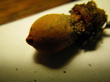 Calostoma cinnabarinum image