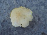Tricholoma sulphurescens image