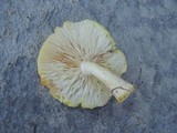 Tricholoma sulphurescens image