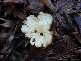 Tricholoma sulphurescens image