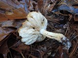 Tricholoma sulphurescens image