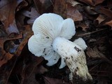 Tricholoma subresplendens image