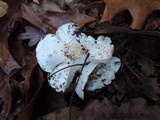 Tricholoma subresplendens image
