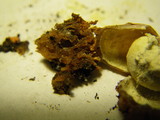 Calostoma cinnabarinum image