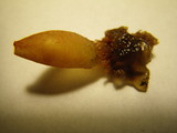 Calostoma cinnabarinum image