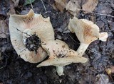 Lactarius acerrimus image