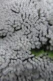Ceratiomyxa fruticulosa var. fruticulosa image
