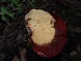Fistulina hepatica image