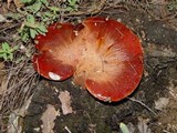 Fistulina hepatica image