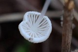 Mycena stylobates image