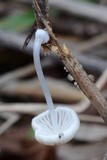 Mycena stylobates image