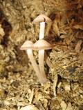 Panaeolus subbalteatus image
