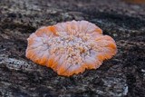 Phlebia radiata image