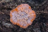 Phlebia radiata image