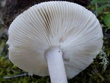 Amanita sect. Vaginatae image