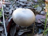 Amanita sect. Vaginatae image