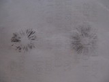 Panaeolus subbalteatus image