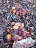 Gymnopilus luteofolius image