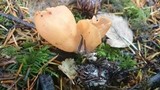 Otidea onotica image